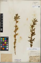 Foto von Salix lucida Muhl.